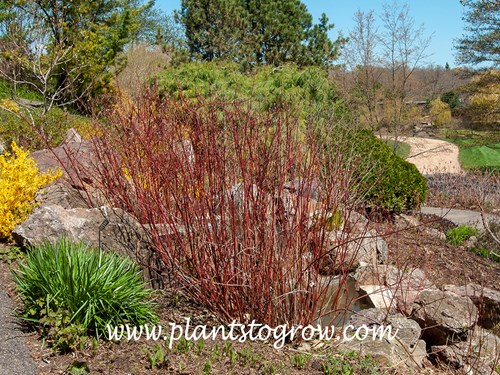 Colorado Redosier Dogwood (Cornus) 
Although the stems are red they are not as red as t he species (C, sericea) or many of the cultivars. (early May)